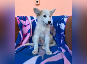 Elvis - Rockstar sucht seine Bühne!