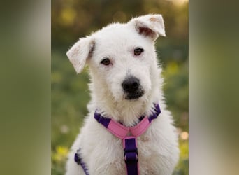 Nelly - Terrierdame sucht ihr für immer Zuhause!