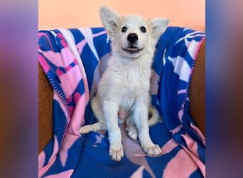 Elvis - Rockstar sucht seine Bühne!