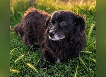 Gicu - kleiner Schatz sucht Zuhause!