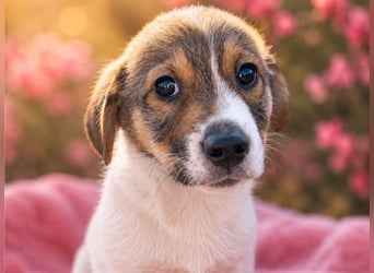 Ella - besondere Nase sucht besondere Menschen!