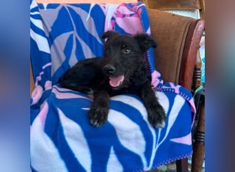 Elara - schwarze Plüschmaus sucht Familie!