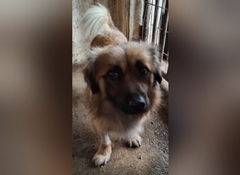 Rustie, geb. ca. 01/2023, lebt in GRIECHENLAND, auf einer privaten Pflegestelle