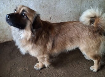 Rustie, geb. ca. 01/2023, lebt in GRIECHENLAND, auf einer privaten Pflegestelle