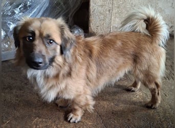 Rustie, geb. ca. 01/2023, lebt in GRIECHENLAND, auf einer privaten Pflegestelle