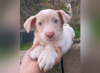 Balisto, geb. ca. 10/2025, lebt in GRIECHENLAND, auf einer privaten Pflegestelle