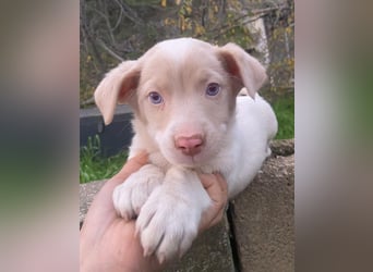 Balisto, geb. ca. 10/2025, lebt in GRIECHENLAND, auf einer privaten Pflegestelle