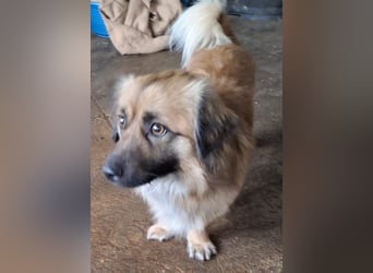 Rustie, geb. ca. 01/2023, lebt in GRIECHENLAND, auf einer privaten Pflegestelle