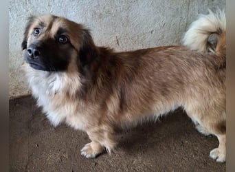 Rustie, geb. ca. 01/2023, lebt in GRIECHENLAND, auf einer privaten Pflegestelle