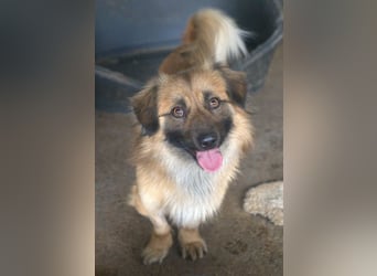 Rustie, geb. ca. 01/2023, lebt in GRIECHENLAND, auf einer privaten Pflegestelle