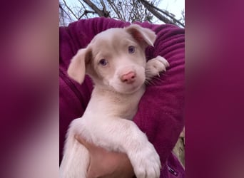 Balisto, geb. ca. 10/2025, lebt in GRIECHENLAND, auf einer privaten Pflegestelle