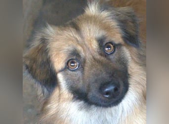 Rustie, geb. ca. 01/2023, lebt in GRIECHENLAND, auf einer privaten Pflegestelle