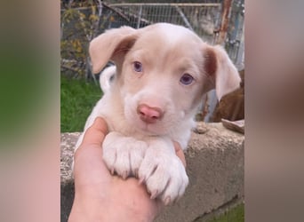 Balisto, geb. ca. 10/2025, lebt in GRIECHENLAND, auf einer privaten Pflegestelle