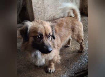 Rustie, geb. ca. 01/2023, lebt in GRIECHENLAND, auf einer privaten Pflegestelle