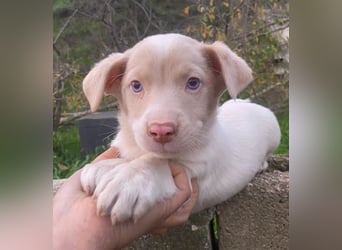 Balisto, geb. ca. 10/2025, lebt in GRIECHENLAND, auf einer privaten Pflegestelle