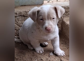 Balisto, geb. ca. 10/2025, lebt in GRIECHENLAND, auf einer privaten Pflegestelle