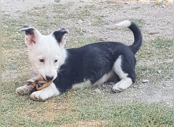 GAMORA mit der schwarzen Schnauze