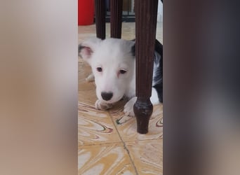 GAMORA mit der schwarzen Schnauze
