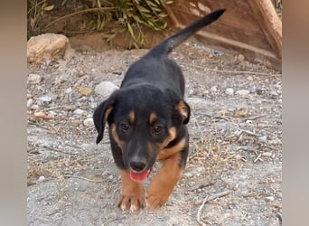 GROOT sucht seine Familie!
