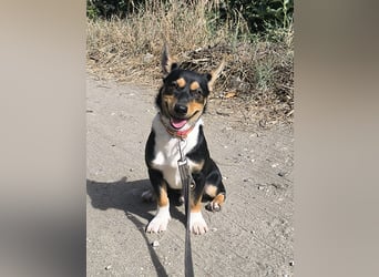 Kleiner Papo mit großem Herz sucht dich