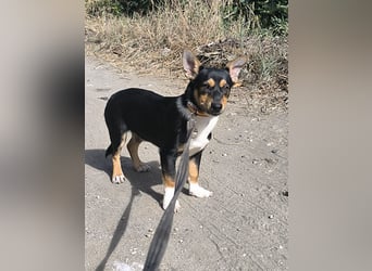 Kleiner Papo mit großem Herz sucht dich