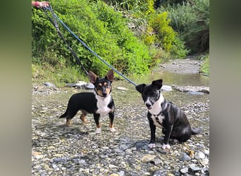 Kleiner Papo mit großem Herz sucht dich