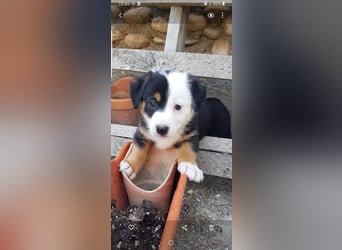 ROCKET möchte durchstarten