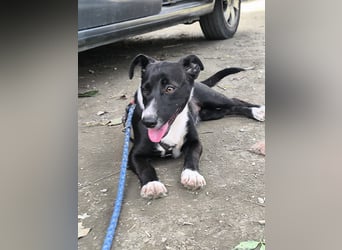 Süße Rubi wünscht sich eine Familie