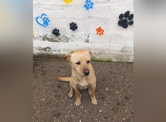 Aaron sucht sein Körbchen