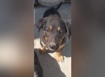 GROOT sucht seine Familie!