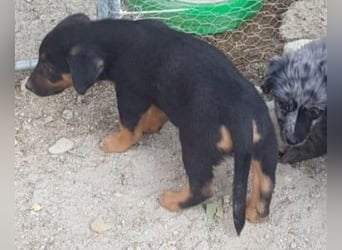 GROOT sucht seine Familie!