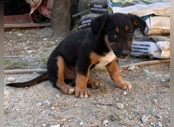 GROOT sucht seine Familie!