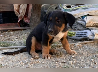 GROOT sucht seine Familie!