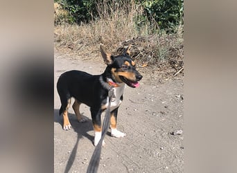 Kleiner Papo mit großem Herz sucht dich