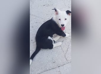 GAMORA mit der schwarzen Schnauze