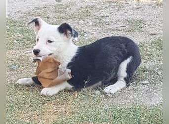 GAMORA mit der schwarzen Schnauze