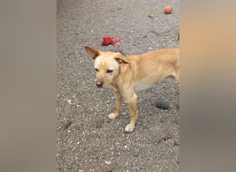 Aaron sucht sein Körbchen