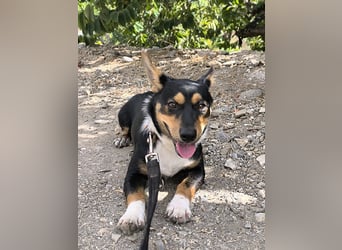 Kleiner Papo mit großem Herz sucht dich