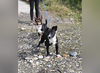 Kleiner Papo mit großem Herz sucht dich