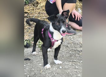 Süße Rubi wünscht sich eine Familie