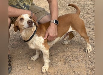 kurze Beine, großes Herz = Telho