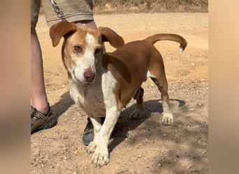 kurze Beine, großes Herz = Telho