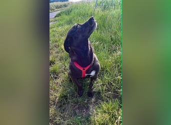 Die kleine Cassy sucht ihr Glück