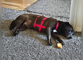 Die kleine Cassy sucht ihr Glück