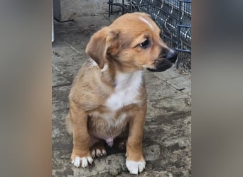  KANO – DER GRÖSSTE DER RASSELBANDE SUCHT SEIN GROSSES GLÜCK! ❤️