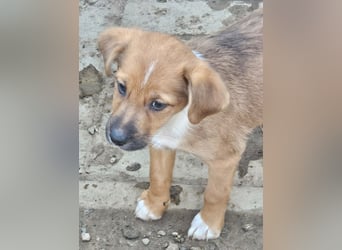 KANO – DER GRÖSSTE DER RASSELBANDE SUCHT SEIN GROSSES GLÜCK! ❤️