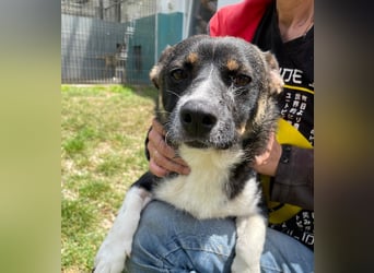 PIPPIN SUCHT SEIN ZUHAUSE! 
