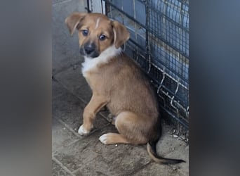  KANO – DER GRÖSSTE DER RASSELBANDE SUCHT SEIN GROSSES GLÜCK! ❤️