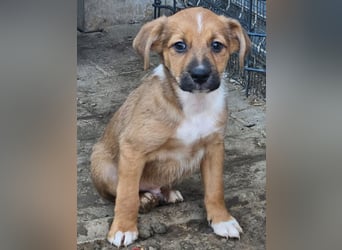  KANO – DER GRÖSSTE DER RASSELBANDE SUCHT SEIN GROSSES GLÜCK! ❤️