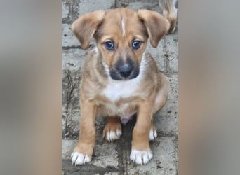  KANO – DER GRÖSSTE DER RASSELBANDE SUCHT SEIN GROSSES GLÜCK! ❤️